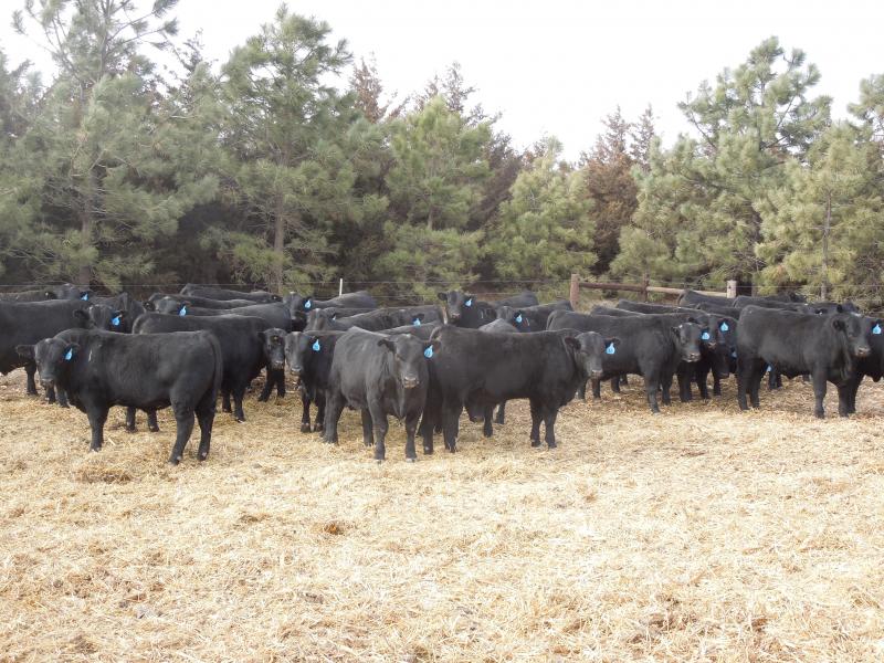 2012 Bulls in the lot in January
